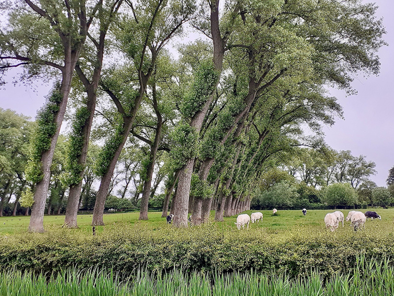 La campagne dans les polders autour du Bruges © Catherine Gary