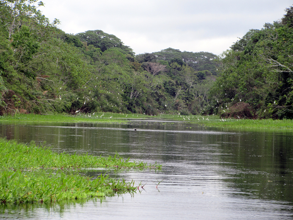 Amazonie péruvienne Loreto Réserve nationale Pacaya Samiria   @ Claude Vautrin