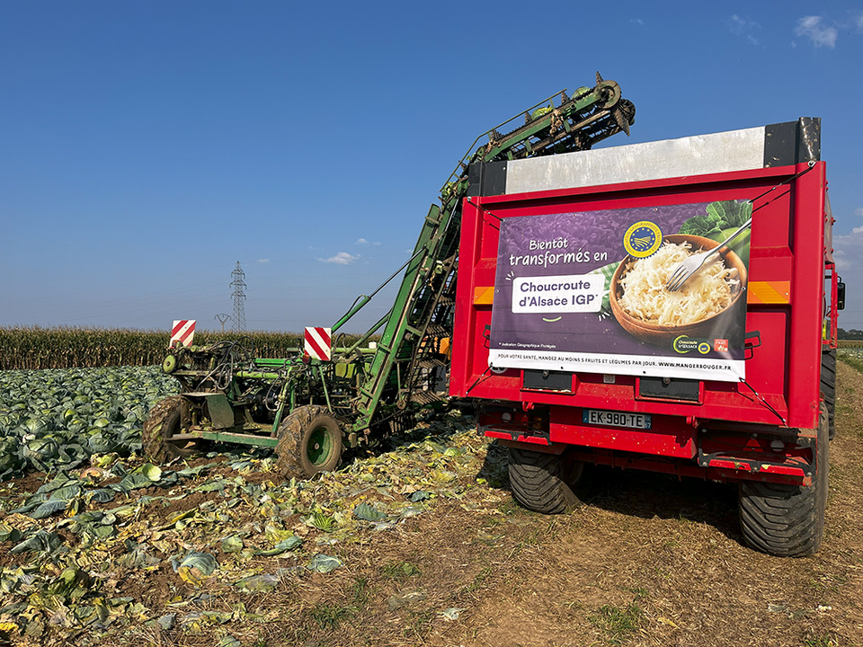 L’ambassadrice du terroir et du goût de l’Alsace : la choucroute @ Jean-Luc Pechinot