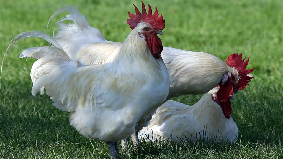 Issue de la race Gauloise Blanche, son plumage blanc, sa crête rouge vif et ses barbillons rouges en font une volaille reconnaissable entre mille © Bertrand Mussotte