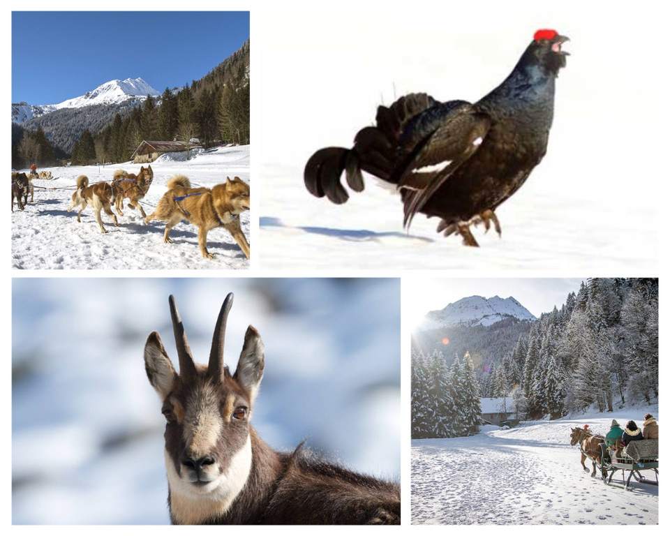 L'art de la discrétion, essentielle pour ne pas déranger la faune locale © Les Contamines Tourisme /G.Garcel.