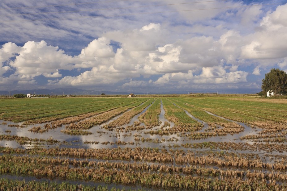 Delta de l'Ebre, des rizières à perte de vue @ Mariano Cebolla - ACT