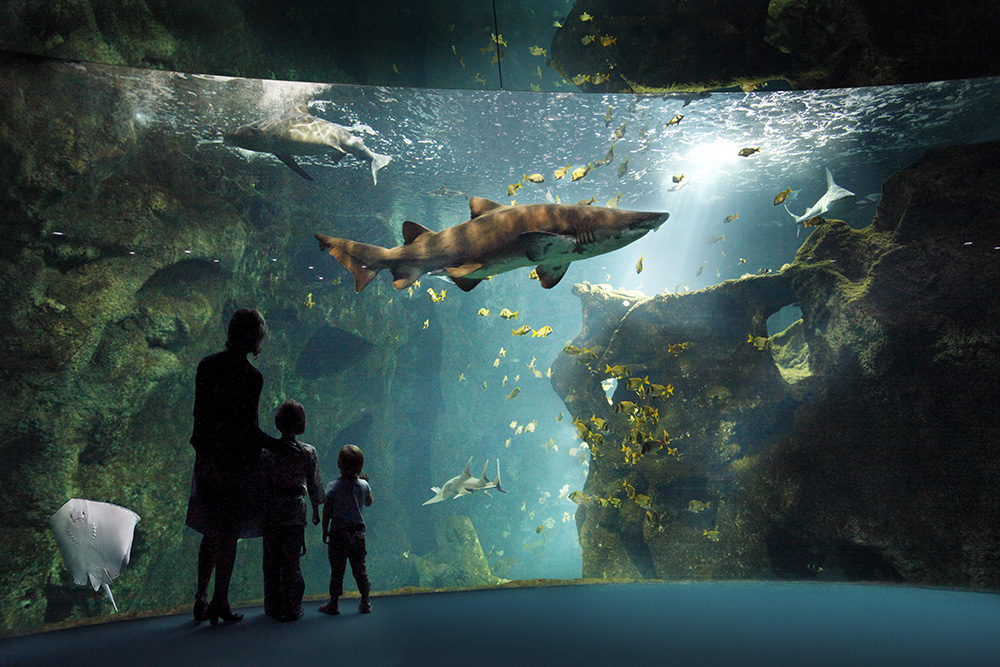 Amphithéatre des requins © Aquarium La Rochelle / Charentes Tourisme