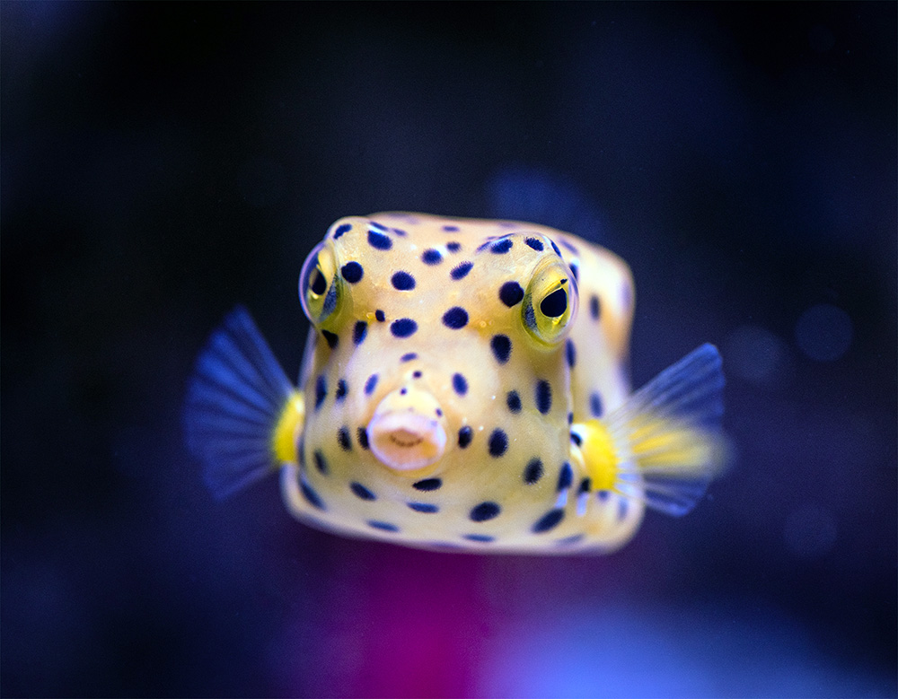 Dans l'un des bassins de l'Océan indo-pacifique © Aquarium La Rochelle/Charentes Tourisme