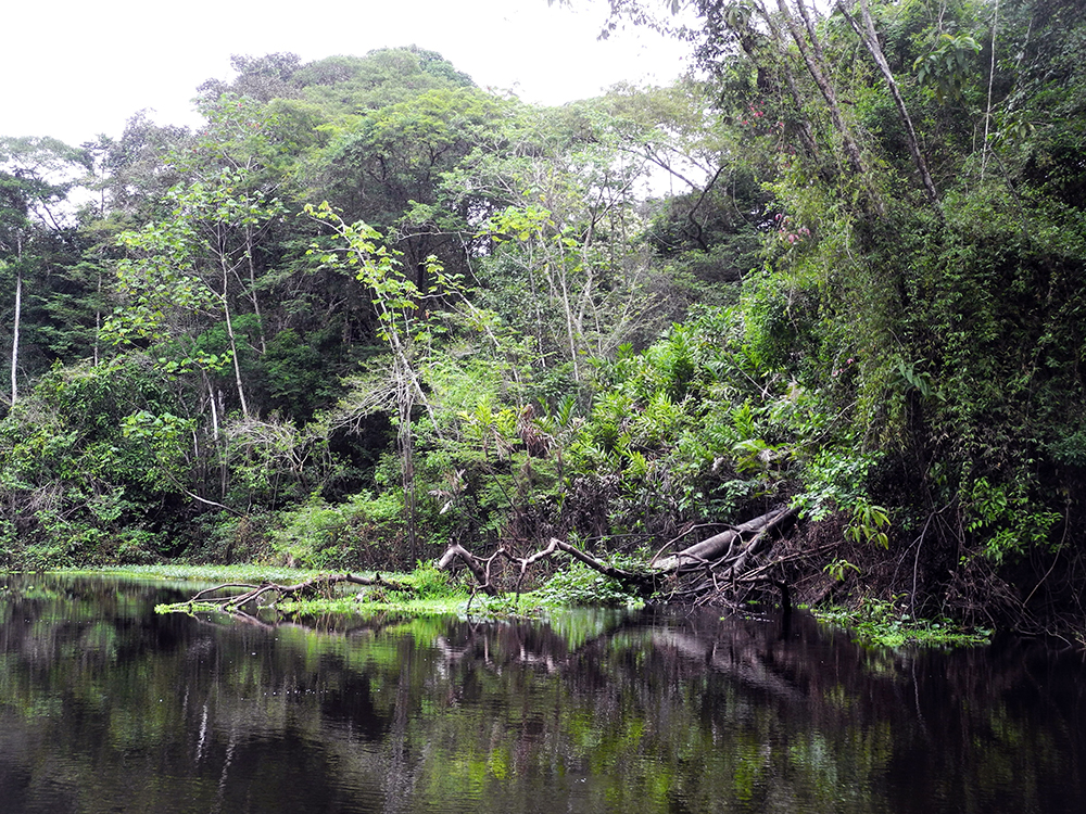 -	Amazonie péruvienne Loreto Réserve nationale Pacaya Samiria  @ Claude Vautrin