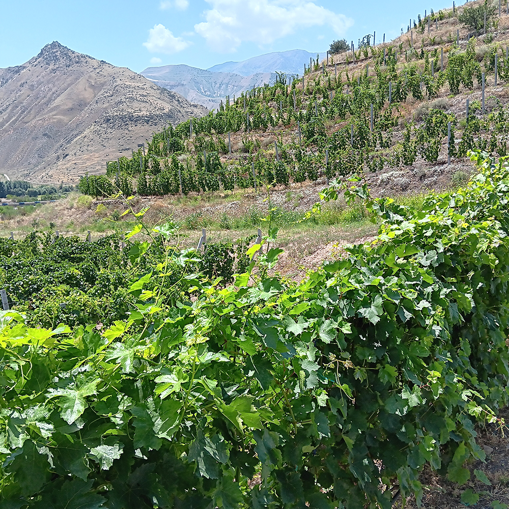 Domaine viticole Old Bridge Eghegnazor  @ Claude Vautrin