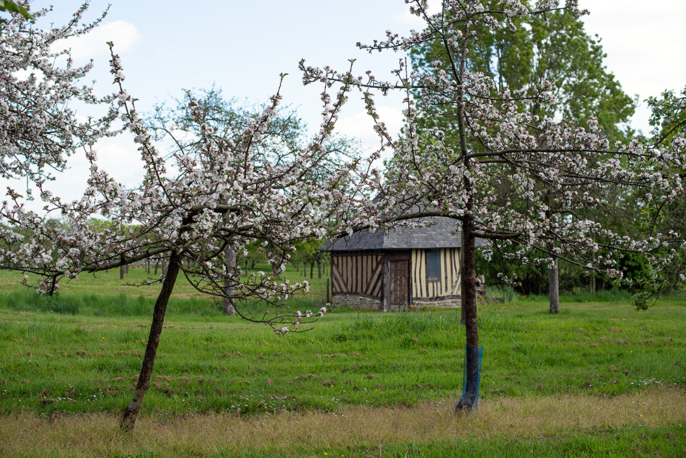 Les pommiers en fleurs en Terre d'Auge © Naïade Plante.