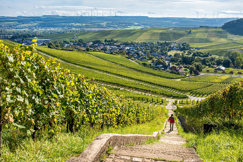 Les coteaux de vignobles © Andre Schösser-Visit Luxembourg