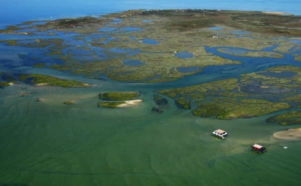 La réserve ornithologique du Teich, une escale paradisiaque pour oiseaux venus d’ailleurs.