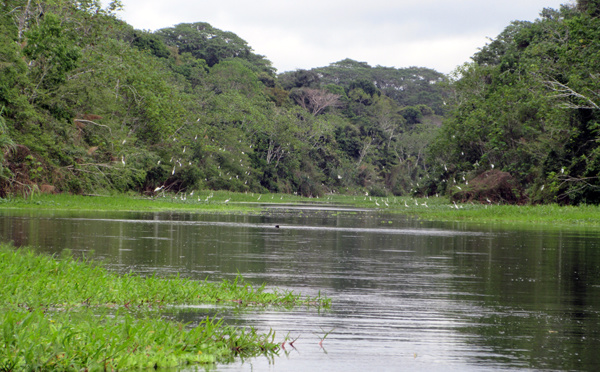 Amazonie péruvienne  : réserve ouverte à Pacaya-Samiria